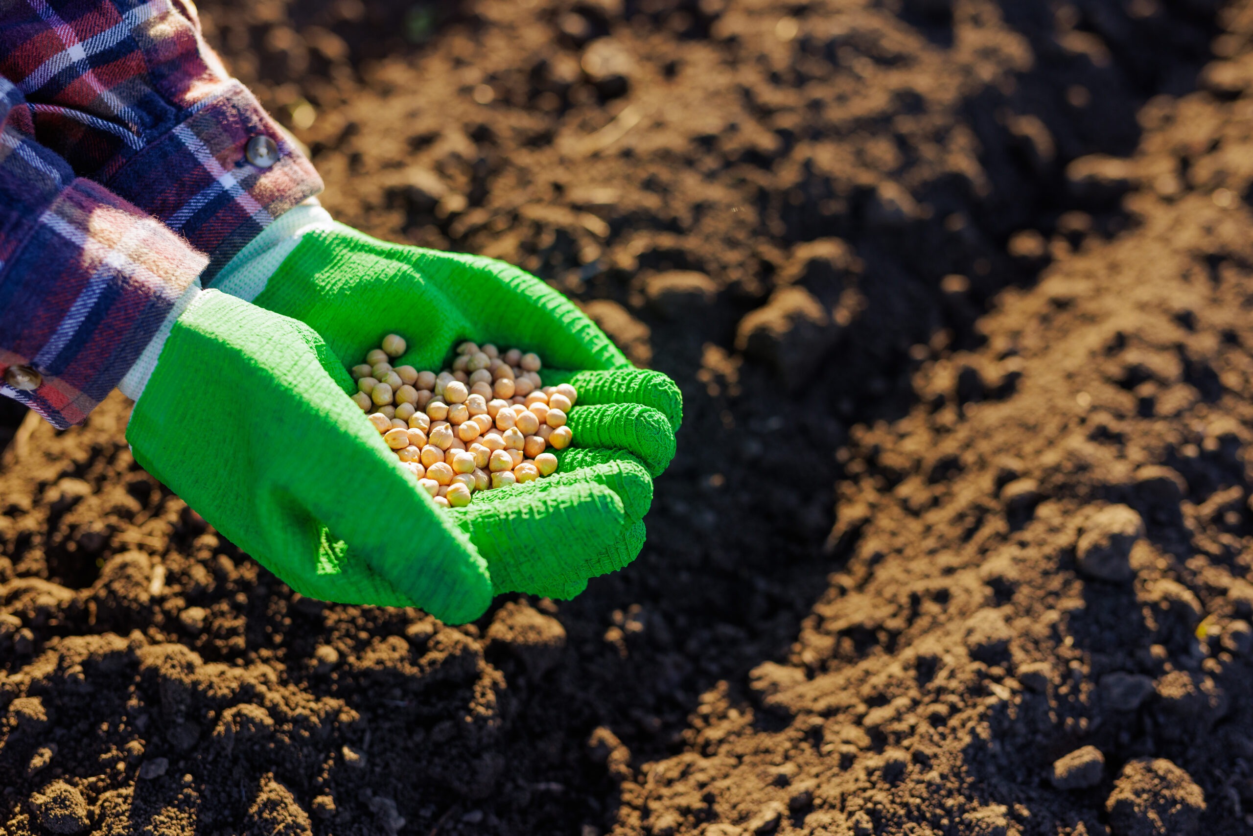 farmer holds soybeans in his hands against the bac 2024 05 06 21 27 22 utc scaled