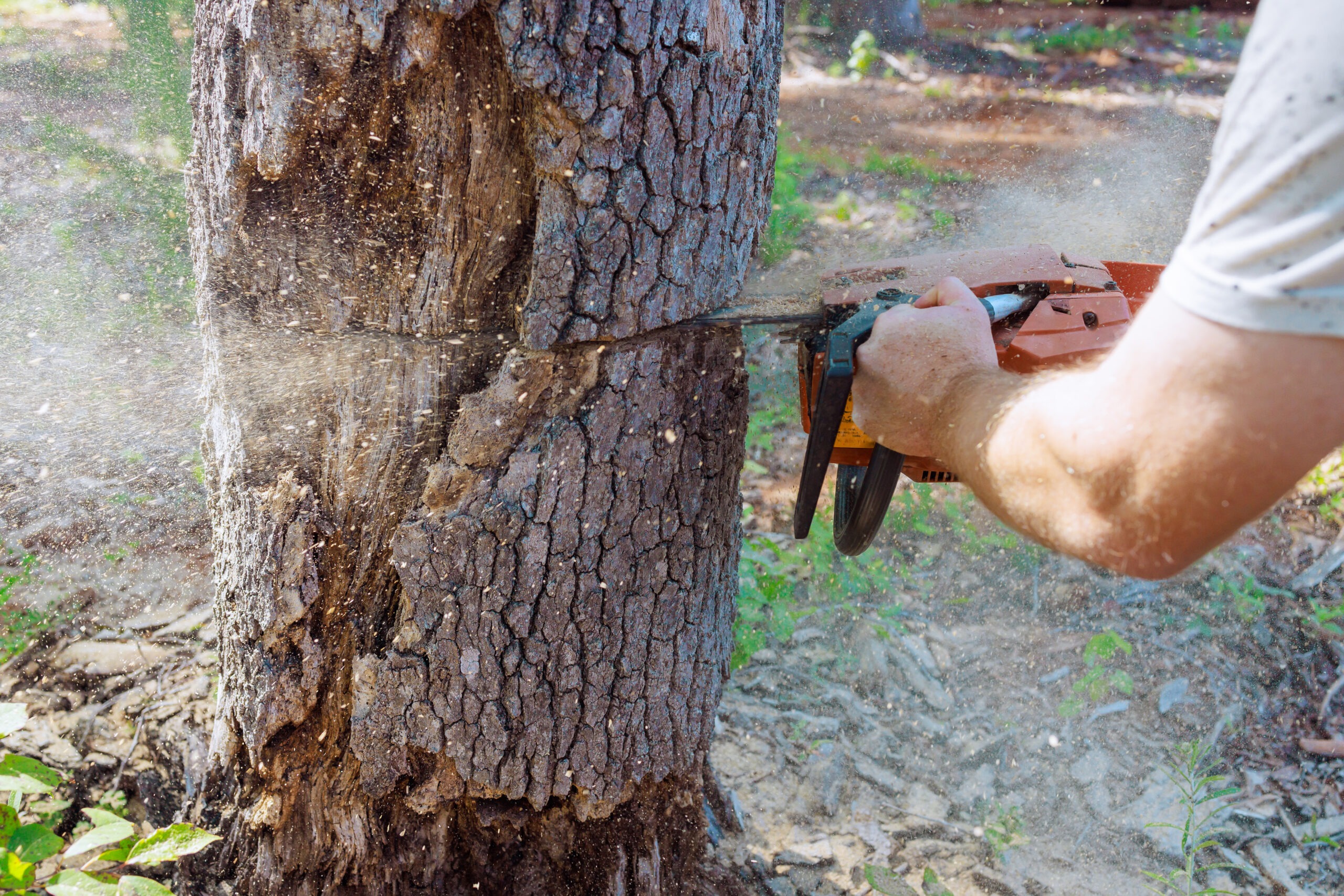 forest worker saws down an old damaged large tree 2024 08 29 00 23 54 utc scaled