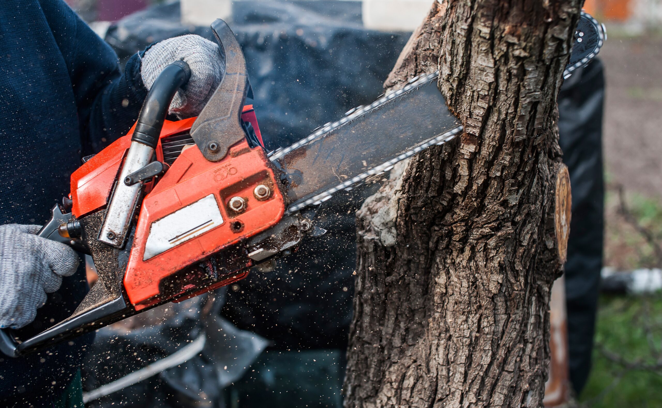 man sawing a tree with a chainsaw in the summer in 2025 01 09 03 25 07 utc scaled