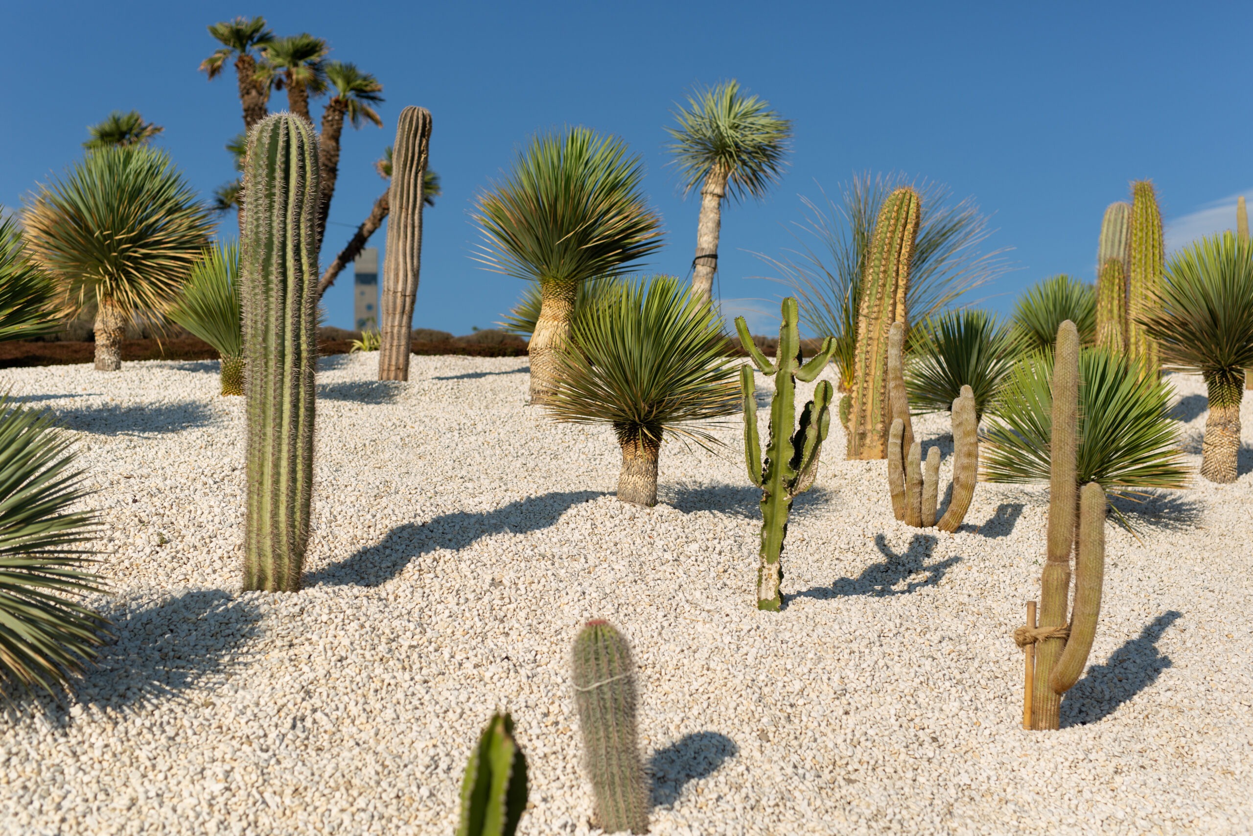 path in tropical cactus gardens near the sea 2025 01 10 20 37 12 utc scaled