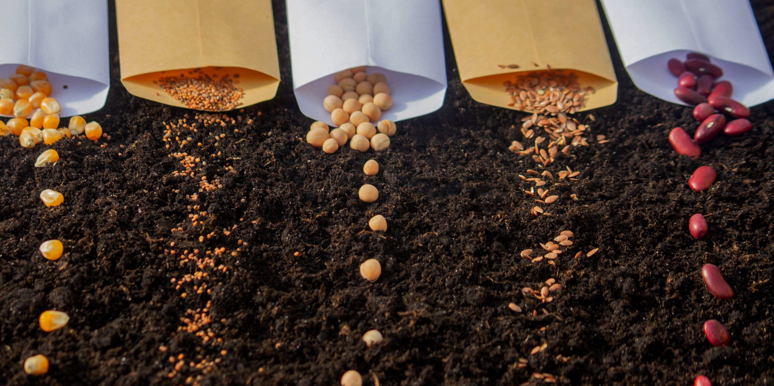 seeds in bags on the ground preparation for sprin 2023 11 27 05 08 04 utc scaled