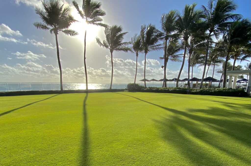 large green lawn with tall palm trees casting shad 2024 11 30 14 35 09 utc scaled