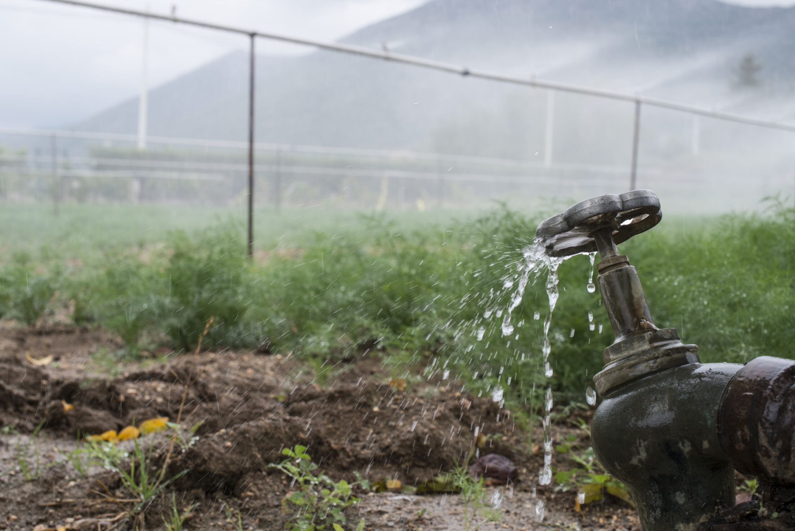 Pipes and tap water for watering plants