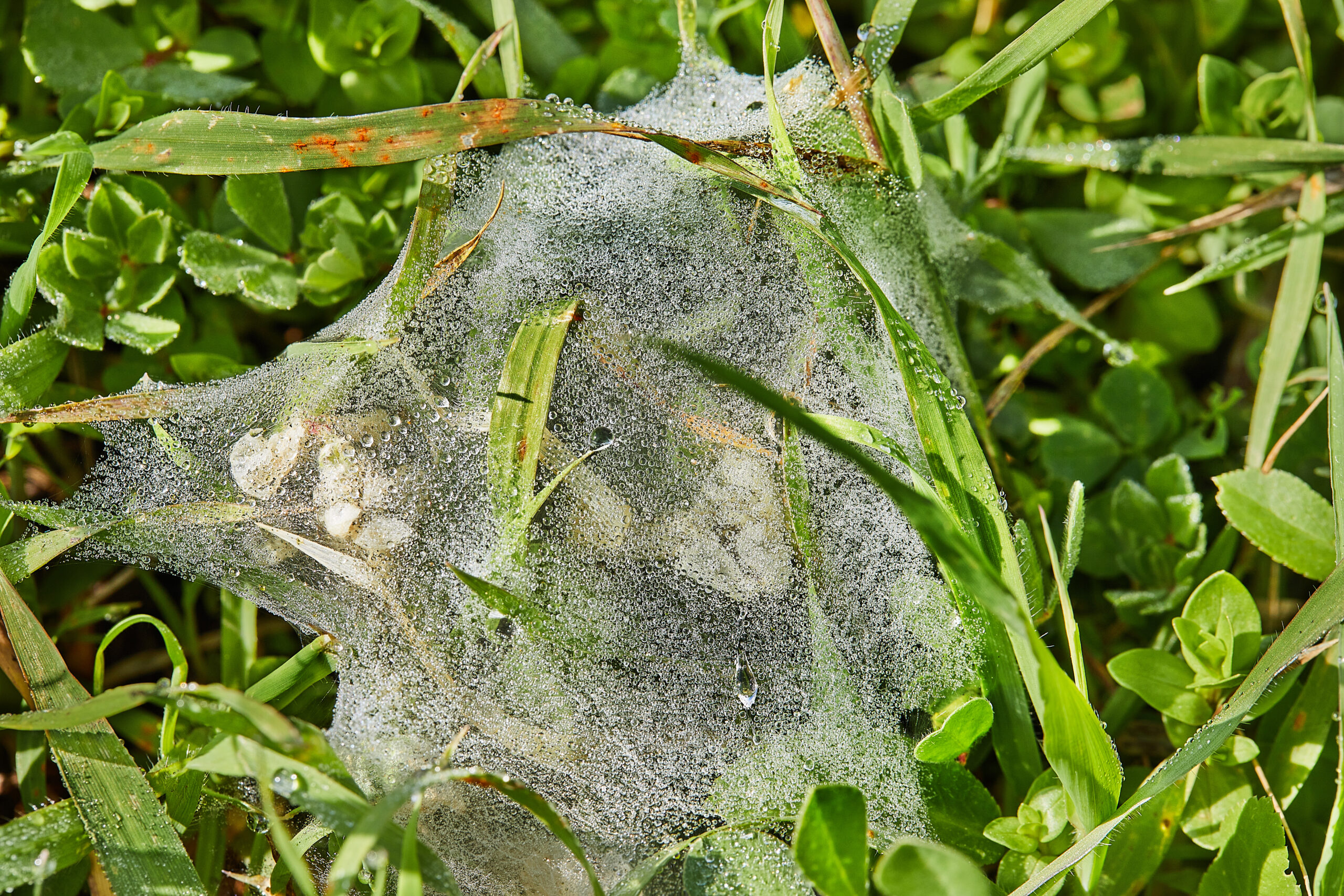 Cobweb with dew drops on green grass close up