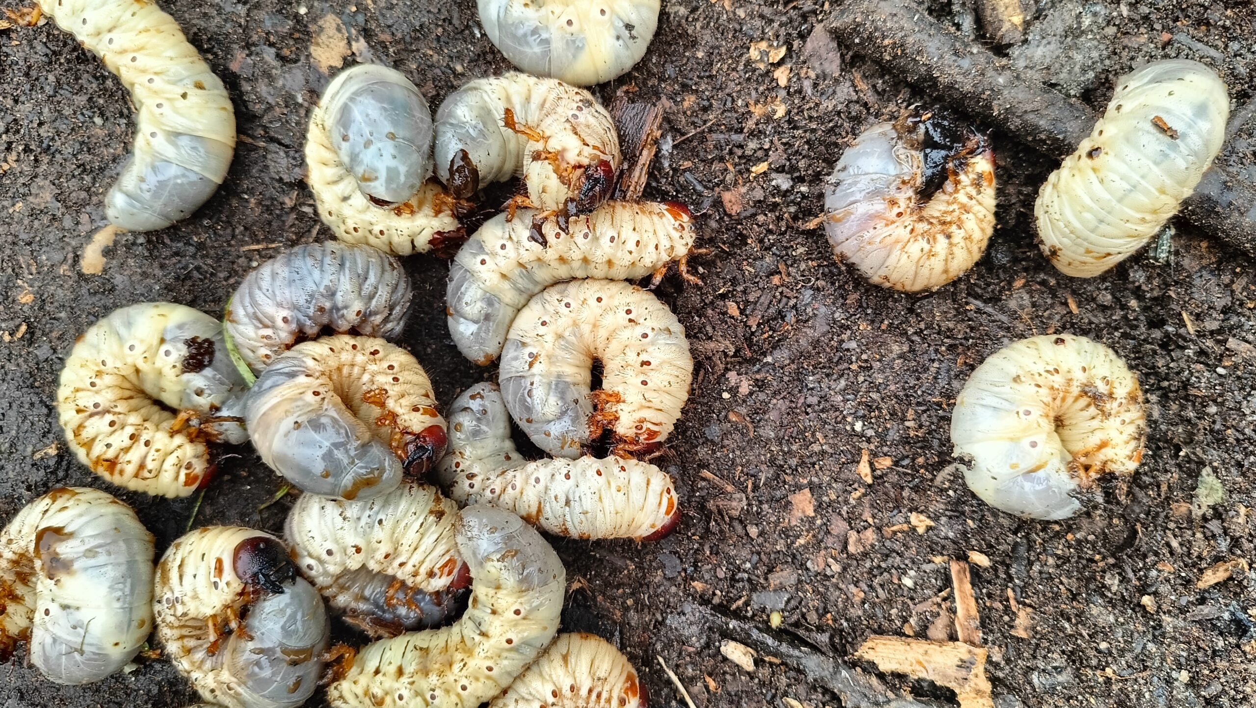 beetle worms in the soil 2024 12 05 21 43 23 utc