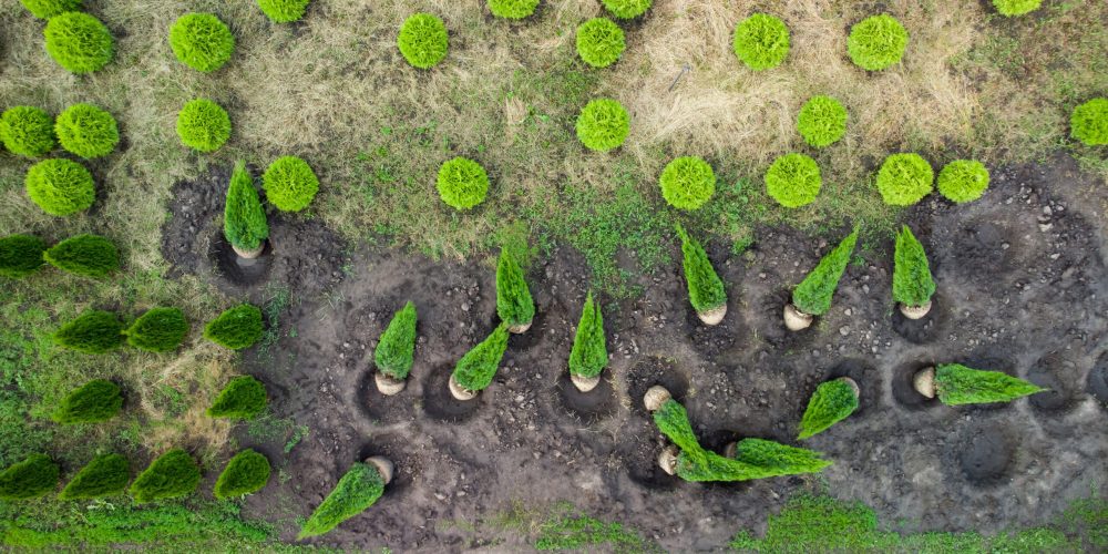 aerial view of a tree farm for landscaping 2023 11 27 04 50 31 utc scaled