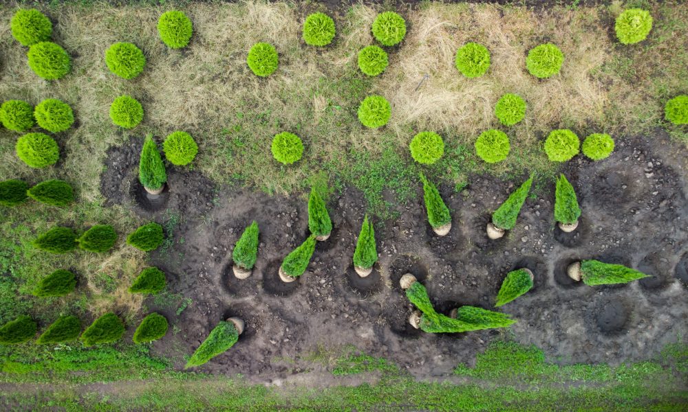 aerial view of a tree farm for landscaping 2023 11 27 04 50 31 utc scaled