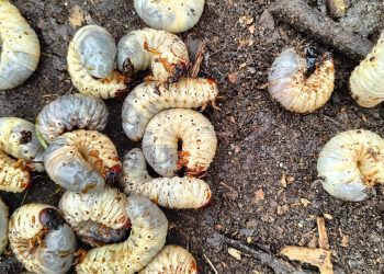 beetle worms in the soil 2024 12 05 21 43 23 utc