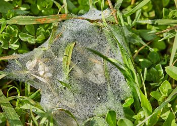Cobweb with dew drops on green grass close up
