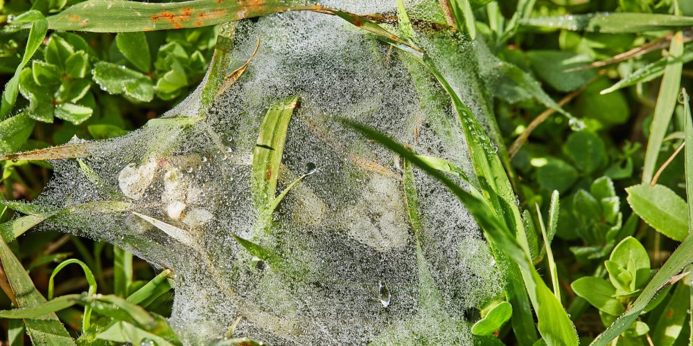 Cobweb with dew drops on green grass close up