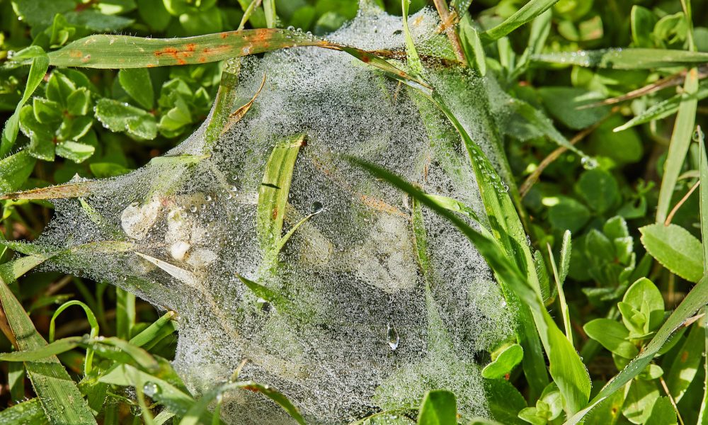 Cobweb with dew drops on green grass close up