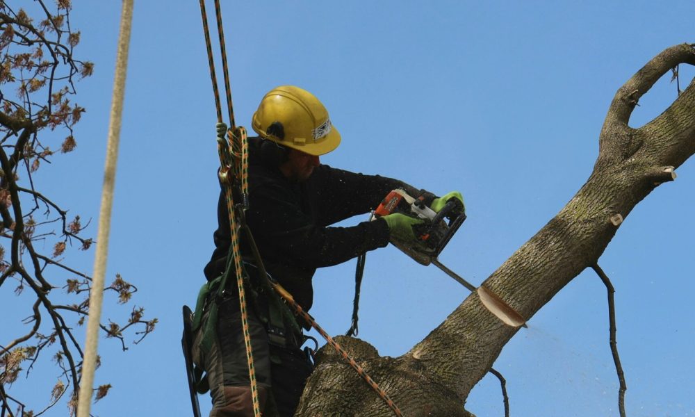 photo 1588878309774 4b3f42a19a8f