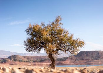 A single large tree growing in a deserted area by the lakeside in Morocco, Africa