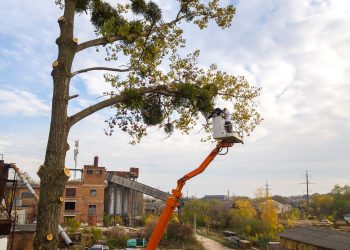 Two male service workers cutting down big tree branches with chainsaw from high chair lift platform.