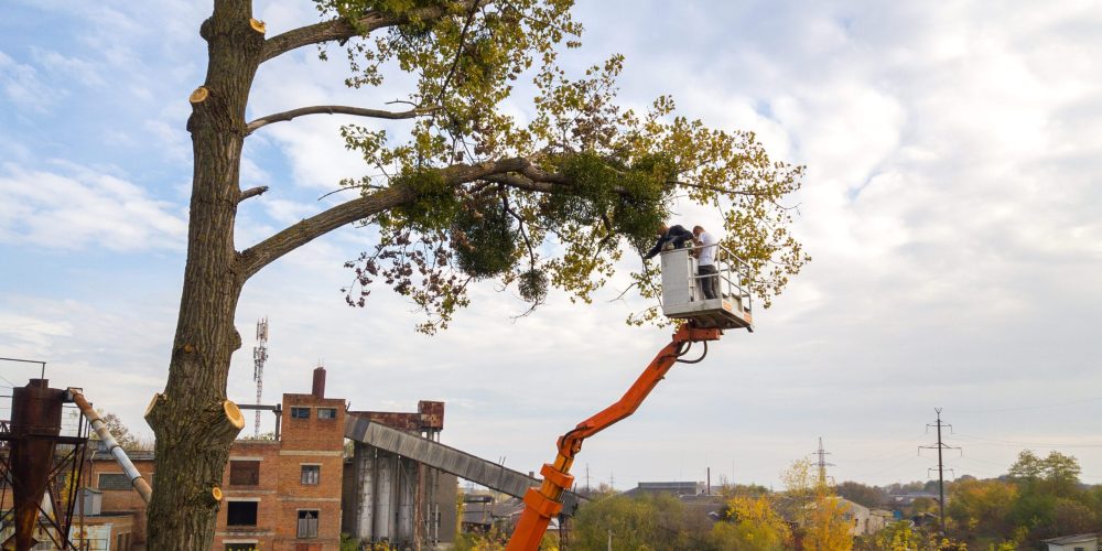 two male service workers cutting down big tree bra 2023 11 27 05 07 19 utc scaled