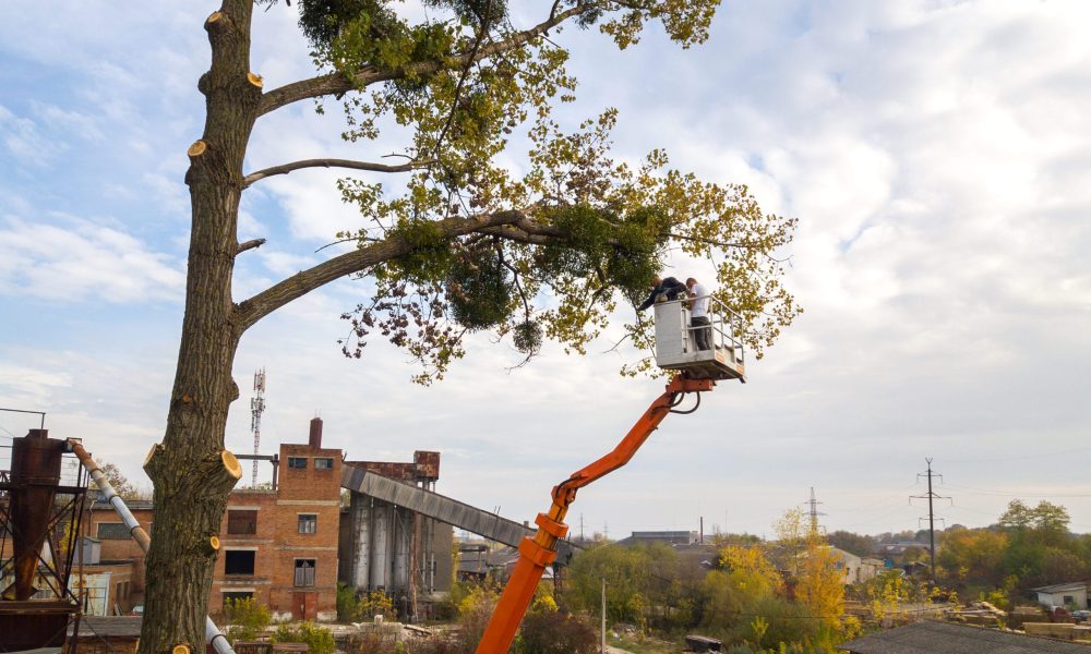 two male service workers cutting down big tree bra 2023 11 27 05 07 19 utc scaled